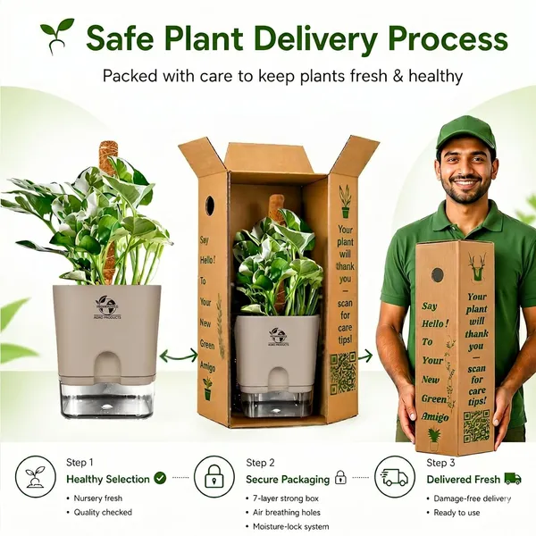 Money_Plant_N'Joy_In_Self_Watering_Pot