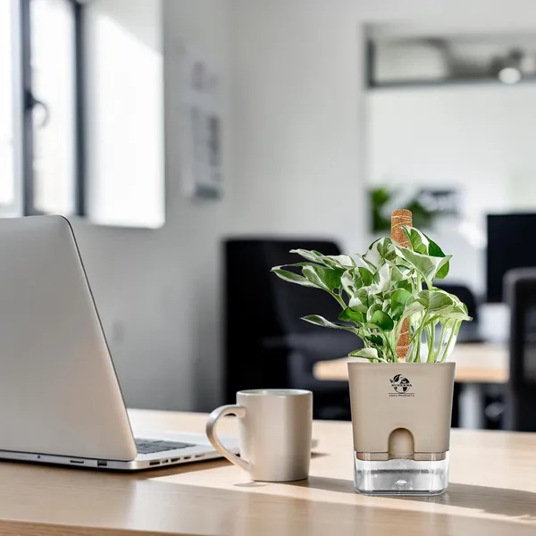 Money_Plant_N'Joy_In_Self_Watering_Pot