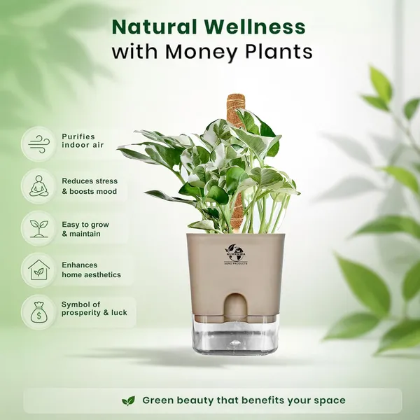 Money_Plant_N'Joy_In_Self_Watering_Pot