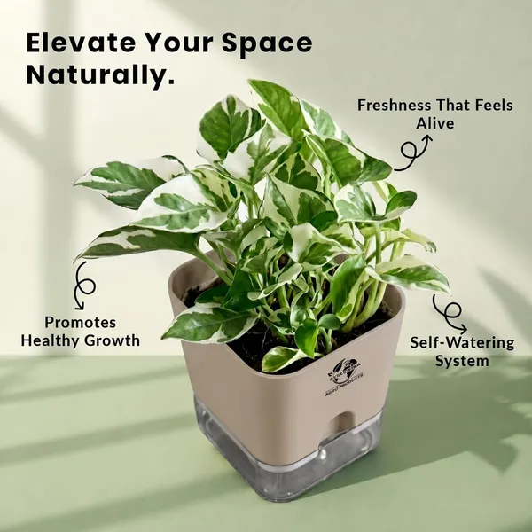 Money_Plant_N'Joy_In_Self_Watering_Pot