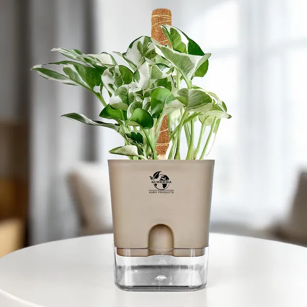 Money_Plant_N'Joy_In_Self_Watering_Pot