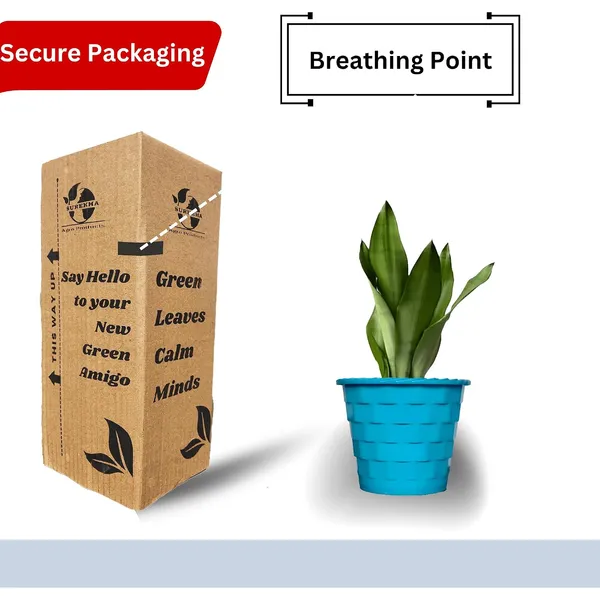 Snake_Plant_(Sansevieria_Silver_Hahnii)_In_BIG_Premium_Mosaic_Pot