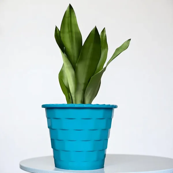 Snake_Plant_(Sansevieria_Silver_Hahnii)_In_BIG_Premium_Mosaic_Pot