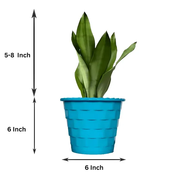 Snake_Plant_(Sansevieria_Silver_Hahnii)_In_BIG_Premium_Mosaic_Pot