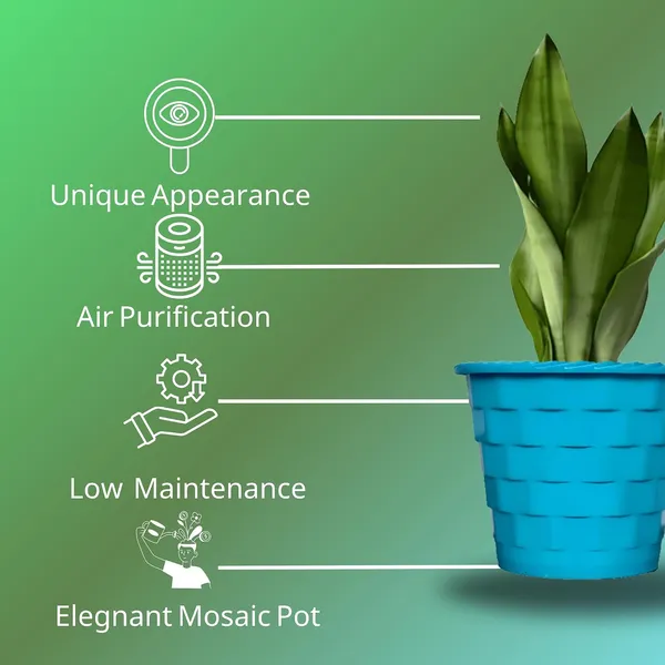 Snake_Plant_(Sansevieria_Silver_Hahnii)_In_BIG_Premium_Mosaic_Pot