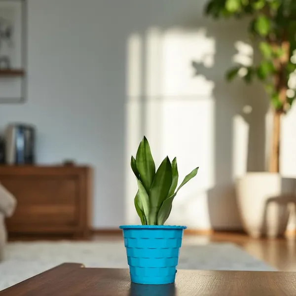 Snake_Plant_(Sansevieria_Silver_Hahnii)_In_BIG_Premium_Mosaic_Pot