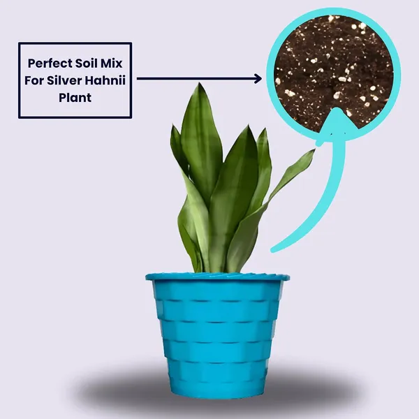 Snake_Plant_(Sansevieria_Silver_Hahnii)_In_BIG_Premium_Mosaic_Pot