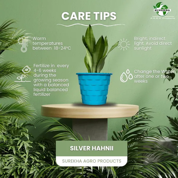 Snake_Plant_(Sansevieria_Silver_Hahnii)_In_BIG_Premium_Mosaic_Pot