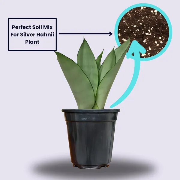 Snake_Plant_(Sansevieria_Silver_Hahnii)_In_Self_Watering_Pot
