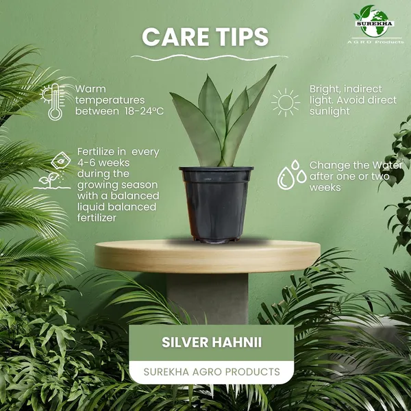 Snake_Plant_(Sansevieria_Silver_Hahnii)_In_Self_Watering_Pot