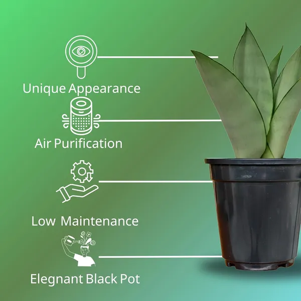 Snake_Plant_(Sansevieria_Silver_Hahnii)_In_Self_Watering_Pot