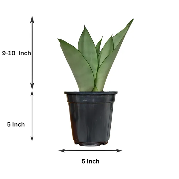 Snake_Plant_(Sansevieria_Silver_Hahnii)_In_Self_Watering_Pot