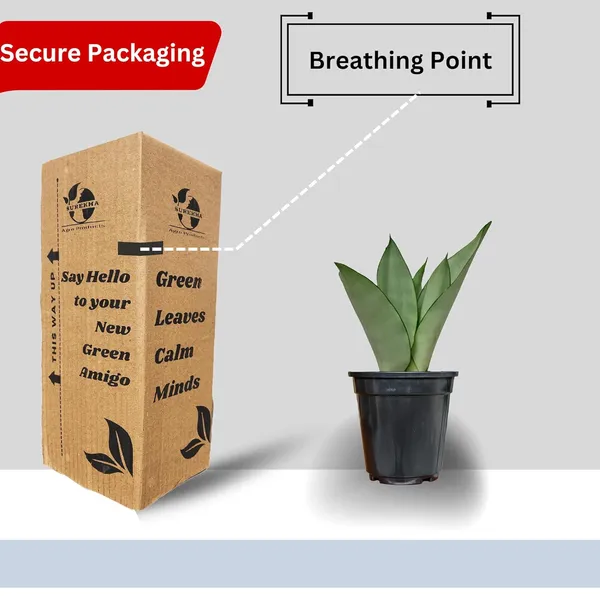 Snake_Plant_(Sansevieria_Silver_Hahnii)_In_Self_Watering_Pot