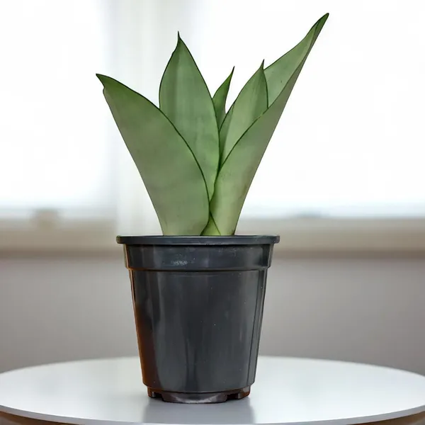 Snake_Plant_(Sansevieria_Silver_Hahnii)_In_Self_Watering_Pot