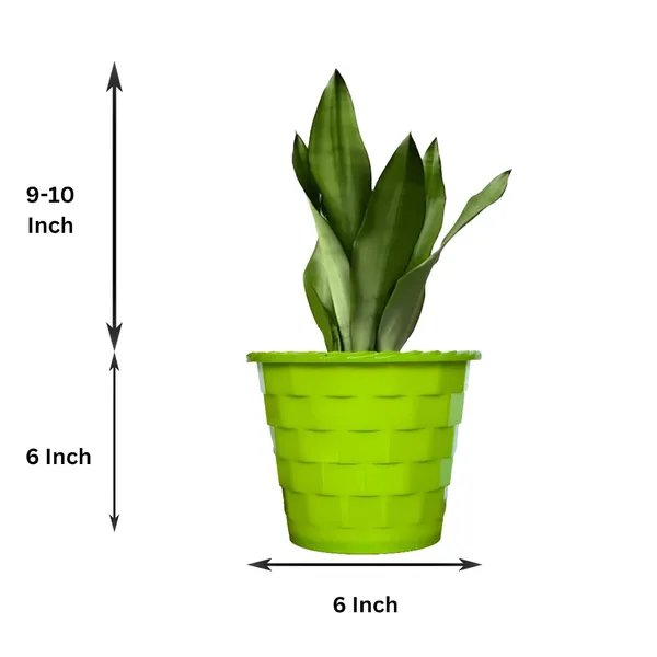 Snake_Plant_(Sansevieria_Silver_Hahnii)_In_BIG_Premium_Mosaic_Pot