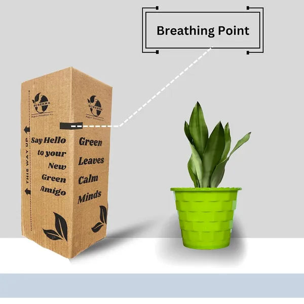 Snake_Plant_(Sansevieria_Silver_Hahnii)_In_BIG_Premium_Mosaic_Pot