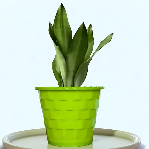 Snake_Plant_(Sansevieria_Silver_Hahnii)_In_BIG_Premium_Mosaic_Pot