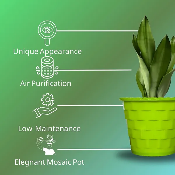 Snake_Plant_(Sansevieria_Silver_Hahnii)_In_BIG_Premium_Mosaic_Pot