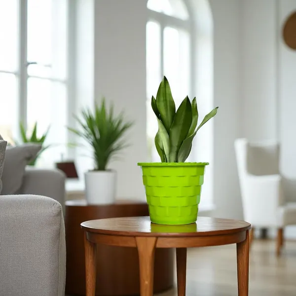 Snake_Plant_(Sansevieria_Silver_Hahnii)_In_BIG_Premium_Mosaic_Pot