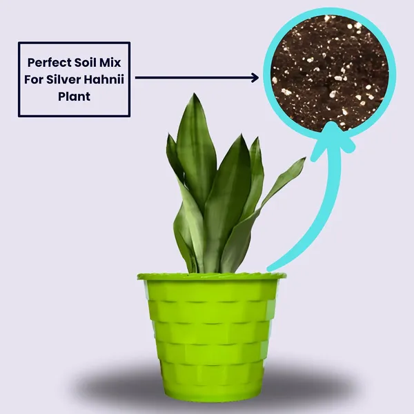 Snake_Plant_(Sansevieria_Silver_Hahnii)_In_BIG_Premium_Mosaic_Pot
