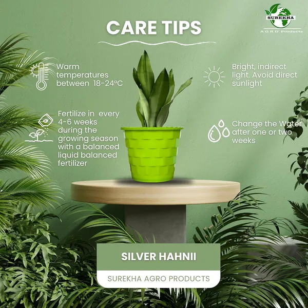 Snake_Plant_(Sansevieria_Silver_Hahnii)_In_BIG_Premium_Mosaic_Pot