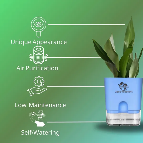 Snake_Plant_(Sansevieria_Silver_Hahnii)_With_Self_Watering_Pot