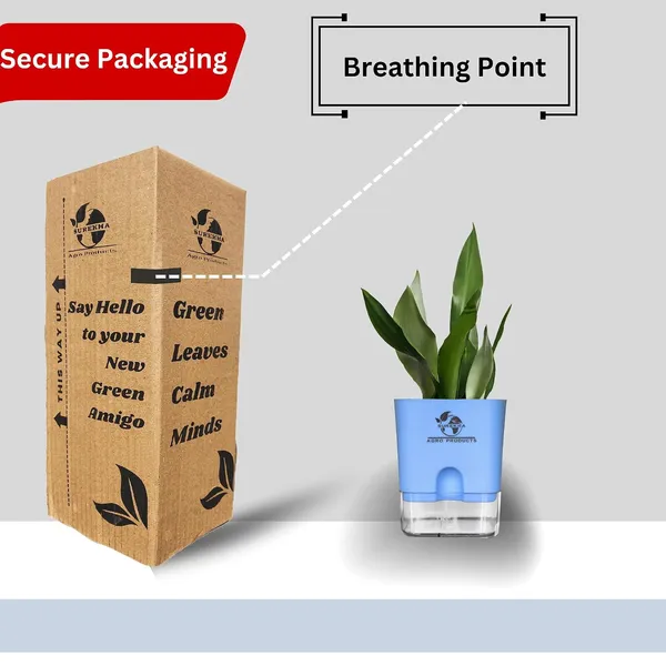 Snake_Plant_(Sansevieria_Silver_Hahnii)_With_Self_Watering_Pot