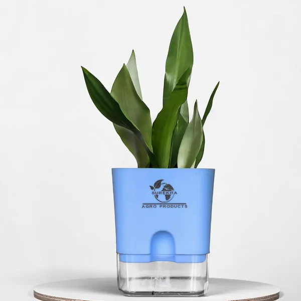 Snake_Plant_(Sansevieria_Silver_Hahnii)_With_Self_Watering_Pot