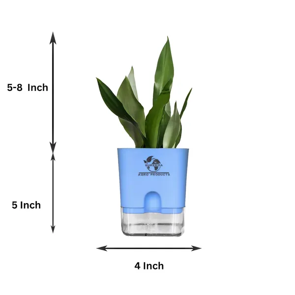 Snake_Plant_(Sansevieria_Silver_Hahnii)_With_Self_Watering_Pot