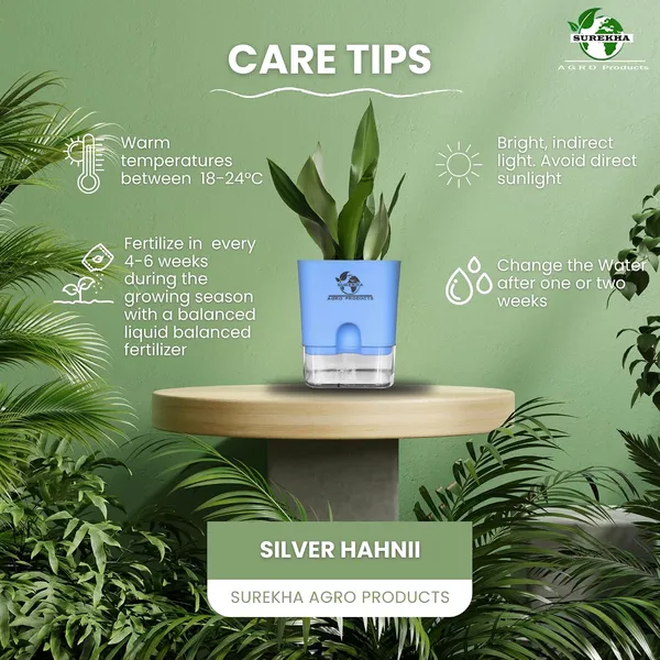 Snake_Plant_(Sansevieria_Silver_Hahnii)_With_Self_Watering_Pot