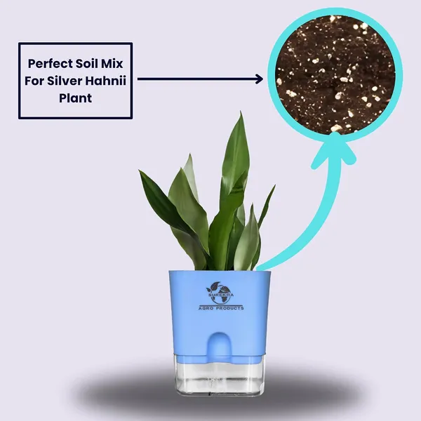 Snake_Plant_(Sansevieria_Silver_Hahnii)_With_Self_Watering_Pot