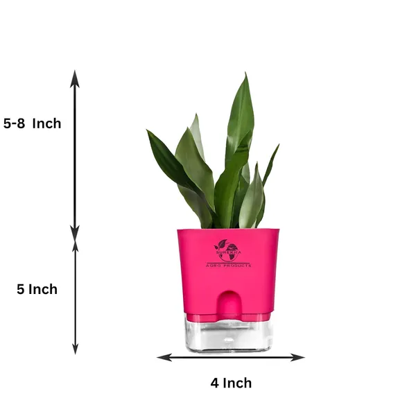 Snake_Plant_(Sansevieria_Silver_Hahnii)_In_Self_Watering_Square_Pot