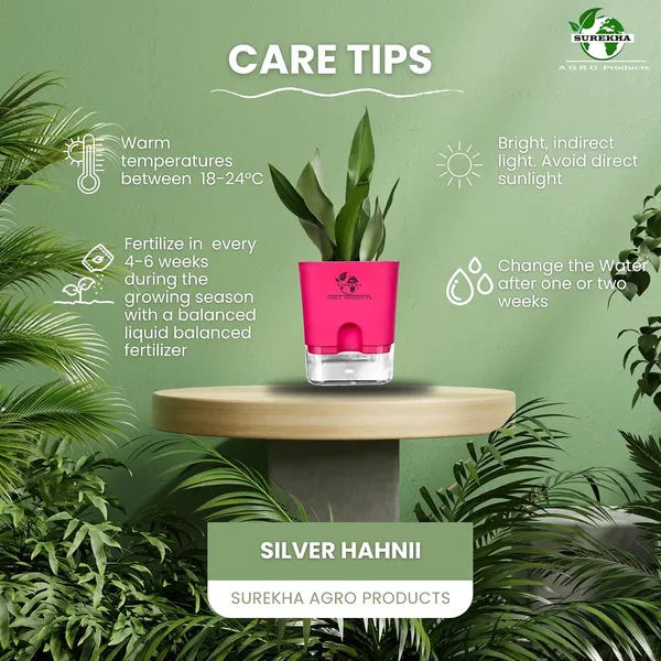 Snake_Plant_(Sansevieria_Silver_Hahnii)_In_Self_Watering_Square_Pot