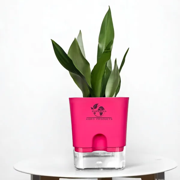 Snake_Plant_(Sansevieria_Silver_Hahnii)_In_Self_Watering_Square_Pot