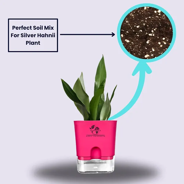 Snake_Plant_(Sansevieria_Silver_Hahnii)_In_Self_Watering_Square_Pot