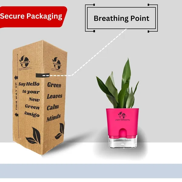 Snake_Plant_(Sansevieria_Silver_Hahnii)_In_Self_Watering_Square_Pot