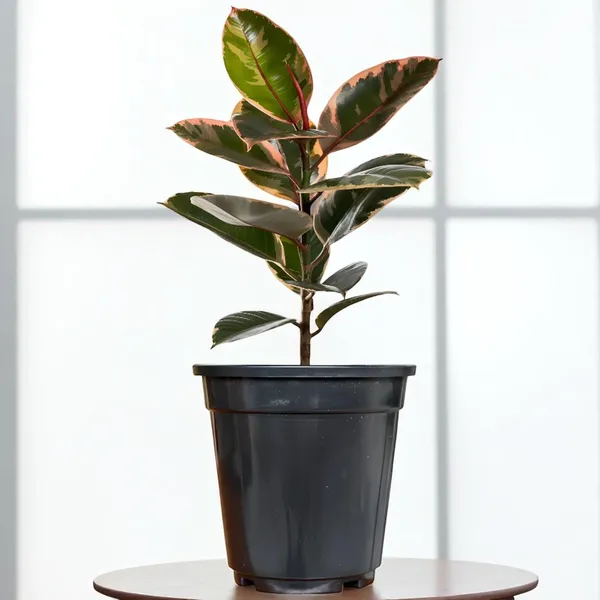 Rubber_Plant_In_5"_Plastic_Pot