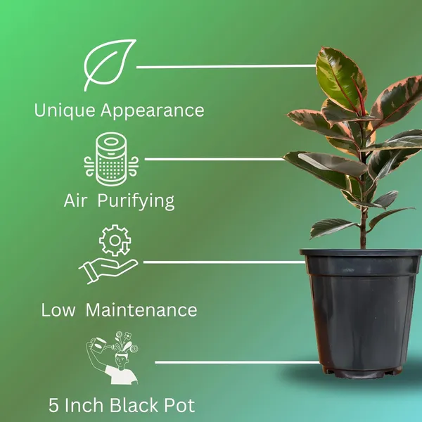 Rubber_Plant_In_5"_Plastic_Pot