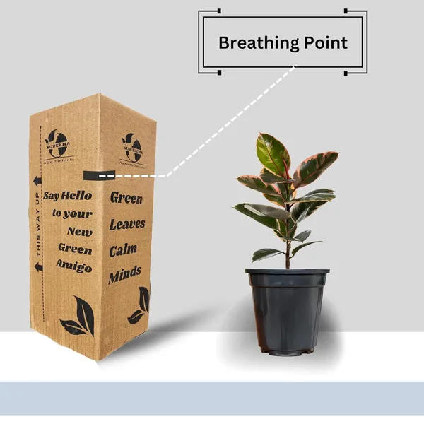 Rubber_Plant_In_5"_Plastic_Pot