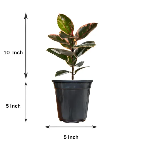 Rubber_Plant_In_5"_Plastic_Pot
