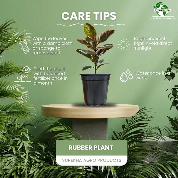 Rubber_Plant_In_5"_Plastic_Pot