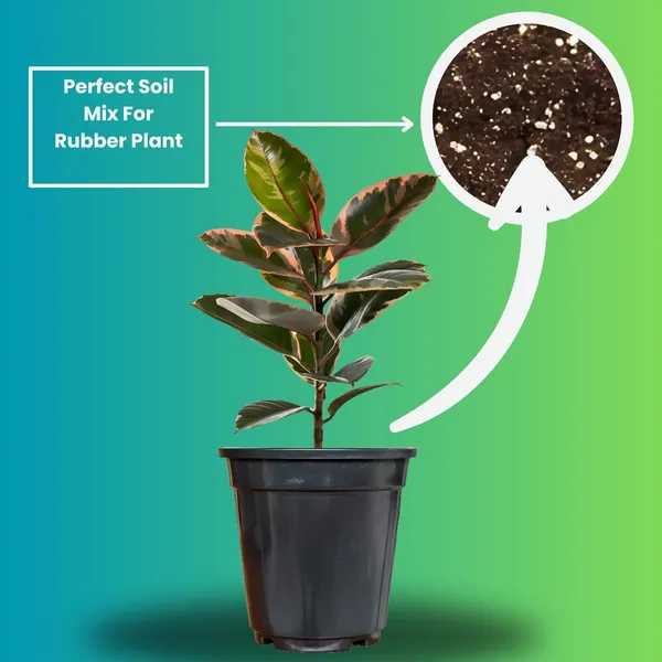 Rubber_Plant_In_5"_Plastic_Pot