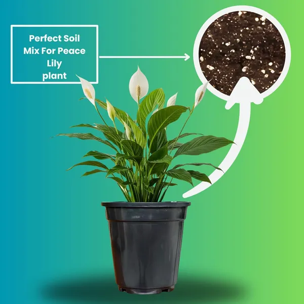 Peace_Lily_Plant_With_Self_Watering_Pot_Pack_Of_4