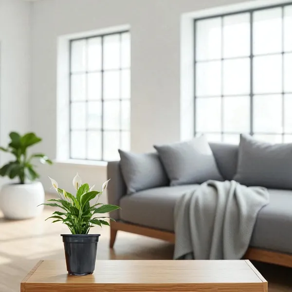 Peace_Lily_Plant_With_Self_Watering_Pot_Pack_Of_4