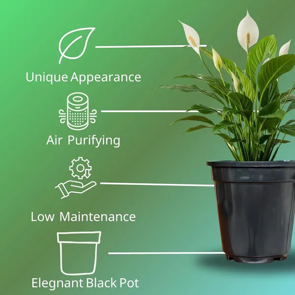 Peace_Lily_Plant_With_Self_Watering_Pot_Pack_Of_4