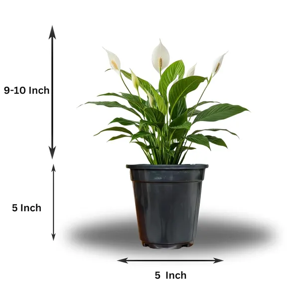 Peace_Lily_Plant_With_Self_Watering_Pot_Pack_Of_4