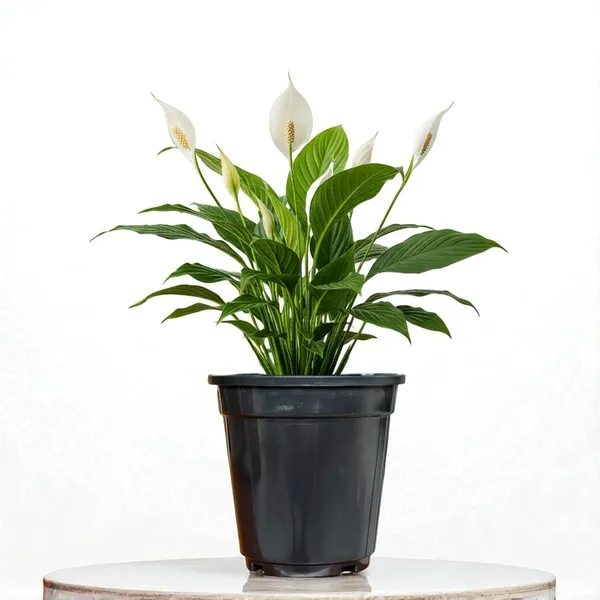 Peace_Lily_Plant_With_Self_Watering_Pot_Pack_Of_4