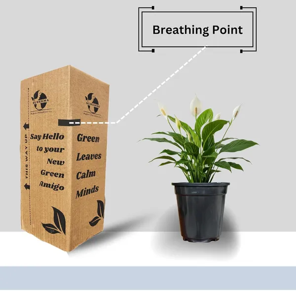 Peace_Lily_Plant_With_Self_Watering_Pot_Pack_Of_4