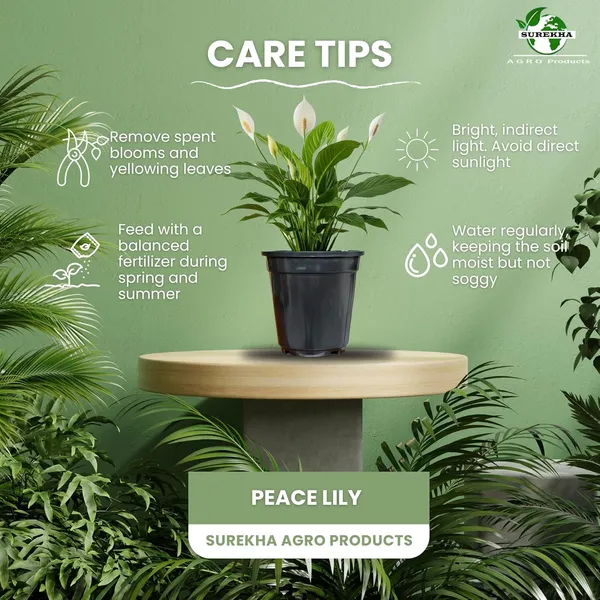 Peace_Lily_Plant_With_Self_Watering_Pot_Pack_Of_4