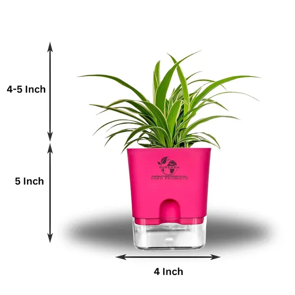 Spider_Plant_(Chlorophytum)_In_Self_Watering_Pot